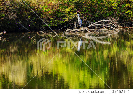 一隻灰鷺站在春日池塘里，周圍是春天的淺綠色。 135462165