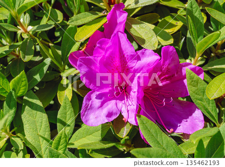 杜鵑花紅色的花 杜鵑花紅色的花 135462193