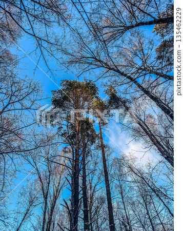 A low-angle view looking up through tall pine and bare winter trees to a brilliant blue sky. A beautiful, crisp day in the forest.. High quality photo 135462229