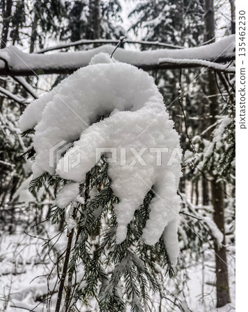A close-up of a heavy, hand-shaped accumulation of fresh powder snow clinging to an evergreen fir branch in a quiet winter forest.. High quality photo A close-up of a heavy, hand-shaped accumulation of fresh powder snow clinging to an evergreen fir branch in a quiet winter forest.. High quality photo 135462230