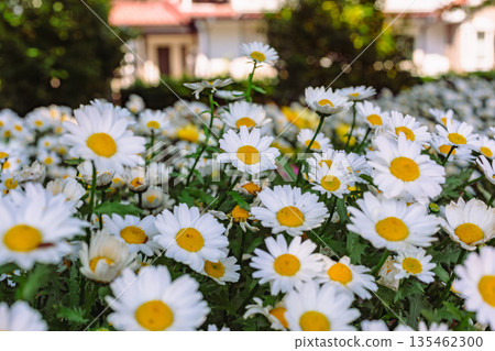白色雛菊 白色雛菊 135462300