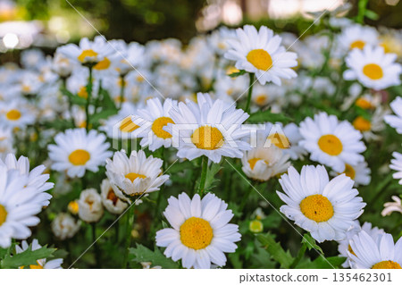 白色雛菊 白色雛菊 135462301