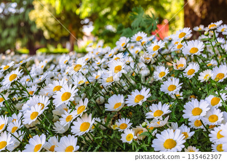 white daisies white daisies 135462307