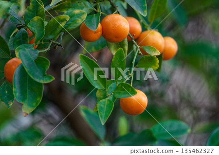 Kanchan的果實 135462327