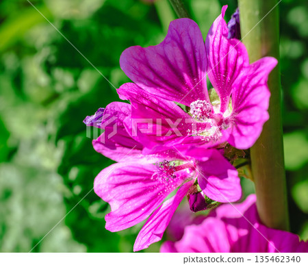 粉紅色的錦葵花正在盛開 粉紅色的錦葵花正在盛開 135462340
