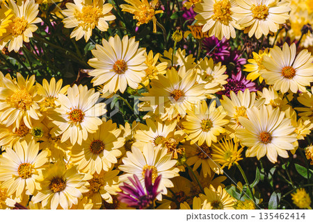 Yellow Margaret Flower 135462414