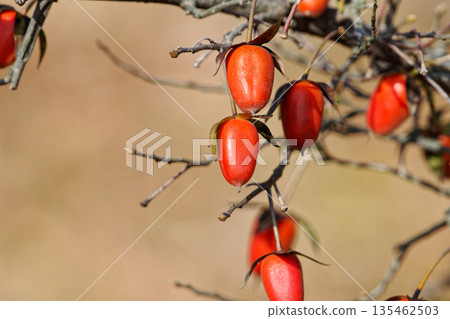 Old age persimmon Old age persimmon 135462503