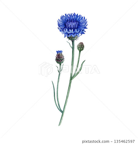 Blue cornflower single flower with bud and leaves watercolor illustration. Hand drawn centaurea cyanus meadow wildflower detailed botanical illustration. Bachelor's button plant on white background 135462597