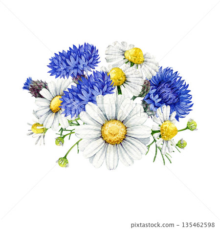 Chamomile flowers with blue cornflowers decor element vintage style watercolor illustration. Hand drawn cornflower and chamomile blossoms floral decoration isolated on white background 135462598