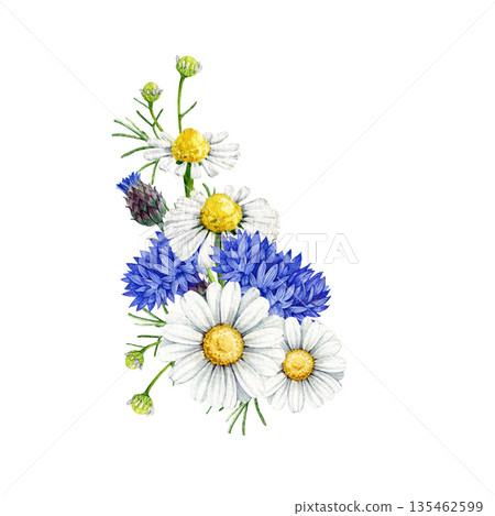 Chamomile blossoms mixed with blue cornflowers decor vintage style watercolor illustration. Hand drawn wildflower meadow cornflower and chamomile flowers floral decoration element on white background Chamomile blossoms mixed with blue cornflowers decor vintage style watercolor illustration. Hand drawn wildflower meadow cornflower and chamomile flowers floral decoration element on white background 135462599
