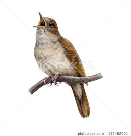 Nightingale bird on tree branch watercolor illustration. Hand drawn luscinia megarhynchos European wildlife forest songbird perched on a twig. Singing nightingale isolated on white background Nightingale bird on tree branch watercolor illustration. Hand drawn luscinia megarhynchos European wildlife forest songbird perched on a twig. Singing nightingale isolated on white background 135462601