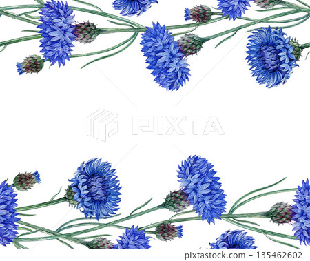 Blue cornflower seamless border watercolor illustration. Hand drawn centaurea cyanus meadow wildflower vintage style illustration. Bachelor's button border decoration element on white background Blue cornflower seamless border watercolor illustration. Hand drawn centaurea cyanus meadow wildflower vintage style illustration. Bachelor's button border decoration element on white background 135462602
