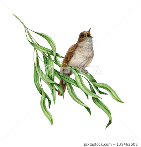Singing nightingale bird on a willow tree branch realistic style watercolor illustration. Hand drawn luscinia megarhynchos European wildlife forest songbird on a willow twig on white background 135462608