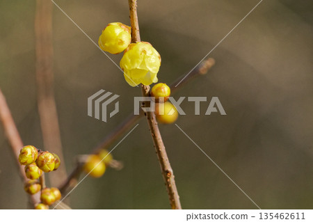 Yellow flowers of Soshinrobai 135462611