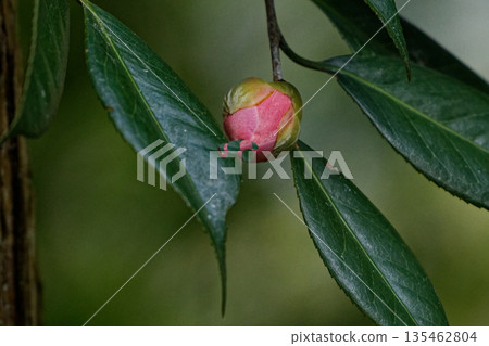 常綠森林的代表樹山茶花的紅色花朵 常綠森林的代表樹山茶花的紅色花朵 135462804