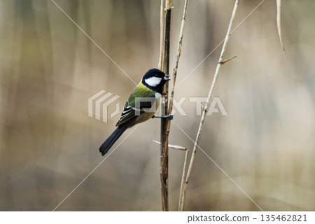 一隻雄性大山雀(山雀科)正在枯死的蘆葦上覓食 一隻雄性大山雀(山雀科)正在枯死的蘆葦上覓食 135462821
