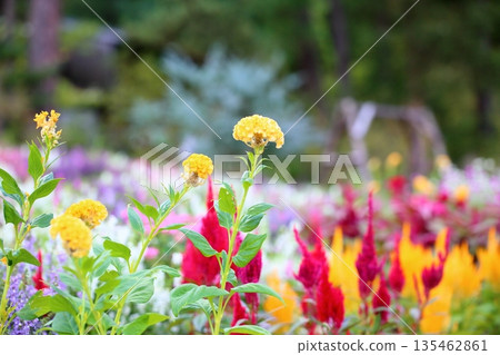 鮮豔的雞冠花 135462861