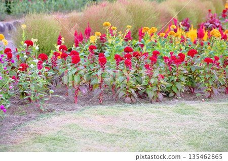 充滿活力的雞冠花 135462865
