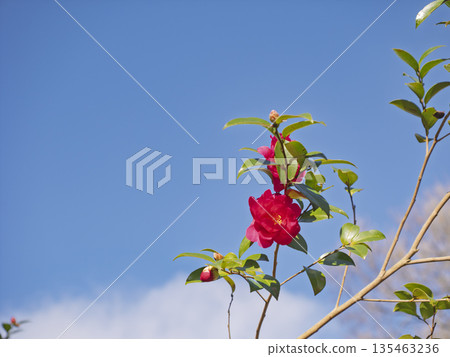 Vivid crimson camellia flowers shining against the blue sky Vivid crimson camellia flowers shining against the blue sky 135463236