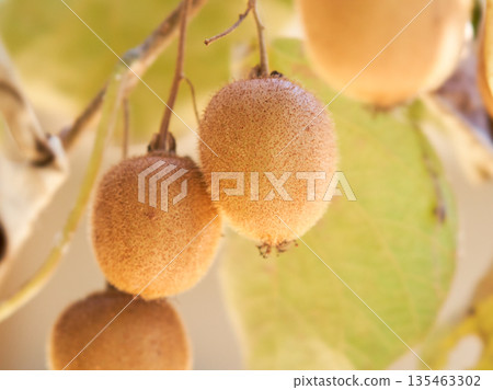 Ripening kiwi fruit Ripening kiwi fruit 135463302