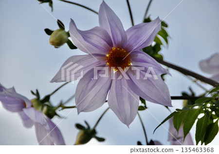 Dahlia flowers (Ichiba, Kiyosu City, Aichi Prefecture) 135463368