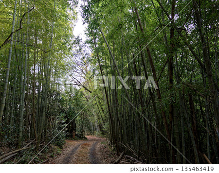 moso bamboo grove in winter moso bamboo grove in winter 135463419