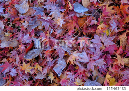 Image material of frost and fallen leaves of the 24 solar terms 135463483