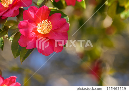 red camellia flower red camellia flower 135463519