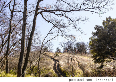 冬天陽光明媚的日子裡的樹叢 135463521