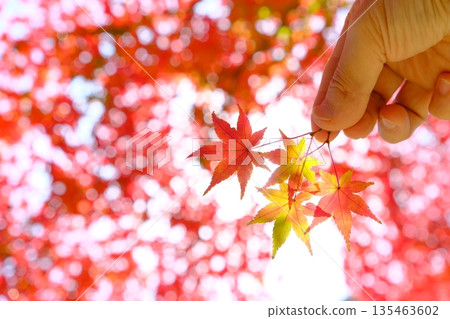 Hands holding maple leaves in the height of autumn 135463602