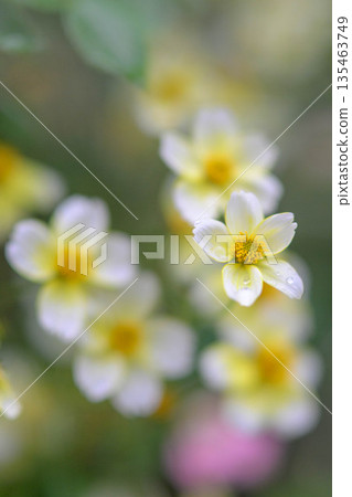 植物 植物學 植物的 135463749