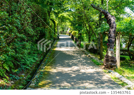 The promenade at Utsubuki Park in early summer, Kurayoshi City, Tottori Prefecture The promenade at Utsubuki Park in early summer, Kurayoshi City, Tottori Prefecture 135463761