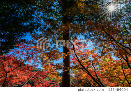 Autumn leaves of Taikoji Temple Autumn leaves of Taikoji Temple 135464004