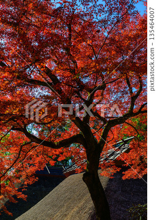 Autumn leaves of Taikoji Temple Autumn leaves of Taikoji Temple 135464007