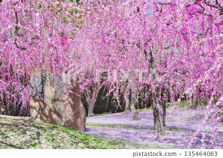 早春時節，京都神社寺廟的庭院和花園裡梅花盛開。 135464063