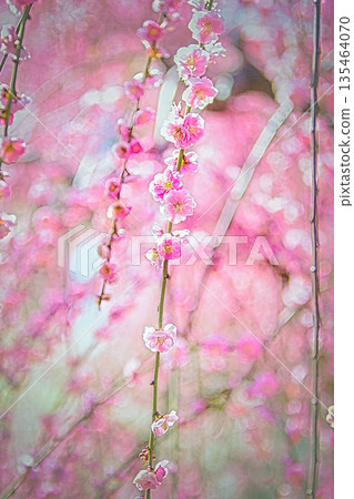 早春時節，京都神社寺廟的庭院和花園裡梅花盛開。 135464070