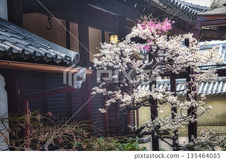早春時節，京都神社寺廟的庭院和花園裡梅花盛開。 135464085