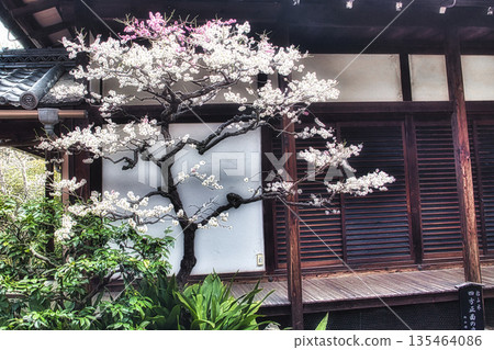 早春時節,京都神社寺廟的庭院和花園裡梅花盛開。 早春時節,京都神社寺廟的庭院和花園裡梅花盛開。 135464086