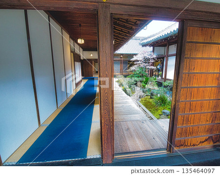 早春時節，京都神社寺廟的庭院和花園裡梅花盛開。 135464097