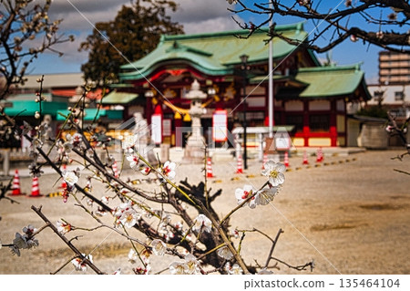 隨著冬季的結束，神社內的梅花開始盛開。 135464104