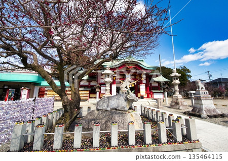 As winter comes to an end, plum blossoms begin to bloom in the shrine grounds. As winter comes to an end, plum blossoms begin to bloom in the shrine grounds. 135464115
