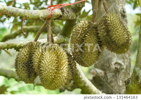 Large durian fruits hanging from a tree branch in a tropical orchard. The spiky green fruits are tied with red string for support. Agriculture and harvest concept in Southeast Asia. 135464163