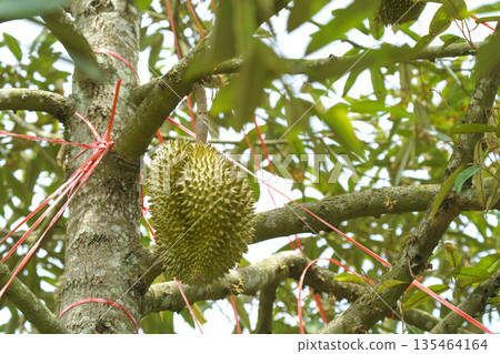 Fresh green durian fruit hanging from a tree branch in an orchard. King of fruits with sharp thorns and tropical foliage. Agricultural cultivation with red support strings in Thailand. Fresh green durian fruit hanging from a tree branch in an orchard. King of fruits with sharp thorns and tropical foliage. Agricultural cultivation with red support strings in Thailand. 135464164
