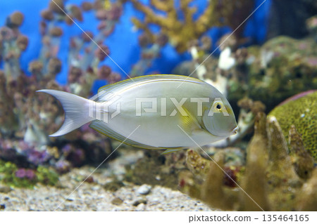 Vibrant side view of a silver Surgeonfish with yellow accents swimming in a tropical coral reef aquarium. Marine life photography featuring colorful corals and a blue underwater background scene. 135464165