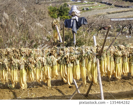 Scarecrow and radish Scarecrow and radish 135464282