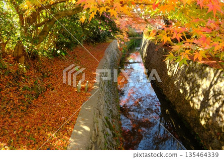 秋意正濃的哲學之道與琵琶湖運河 135464339