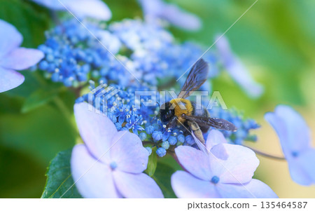 A carpenter bee flies onto a light blue hydrangea flower A carpenter bee flies onto a light blue hydrangea flower 135464587