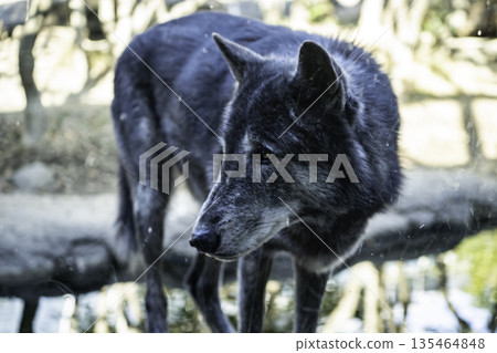 Shinlin Wolf Shinlin Wolf 135464848
