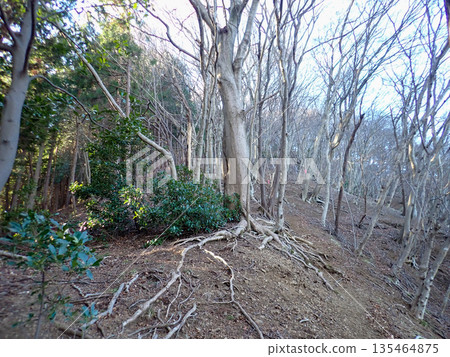 從土山峠經大山到羽田野站的健行路線 從土山峠經大山到羽田野站的健行路線 135464875