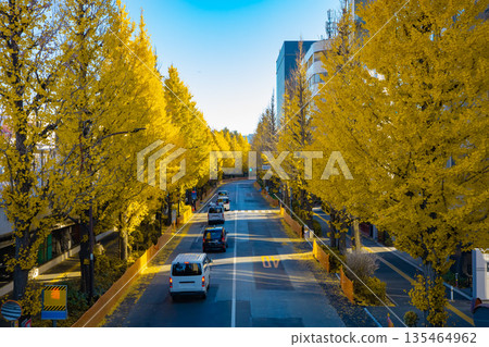 千馱谷周圍的交通，兩旁是金黃色的銀杏樹 [秋景] 135464962